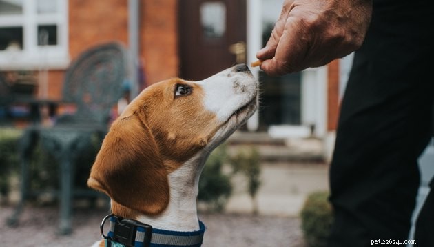 Top Dog Training Treat Pouches of 2022 – Convenient, Durable, and Reward‑Friendly