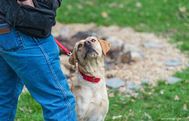 Top Dog Training Treat Pouches of 2022 – Convenient, Durable, and Reward‑Friendly