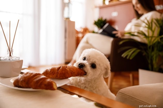 Effective Management Techniques for Common Dog Behaviors