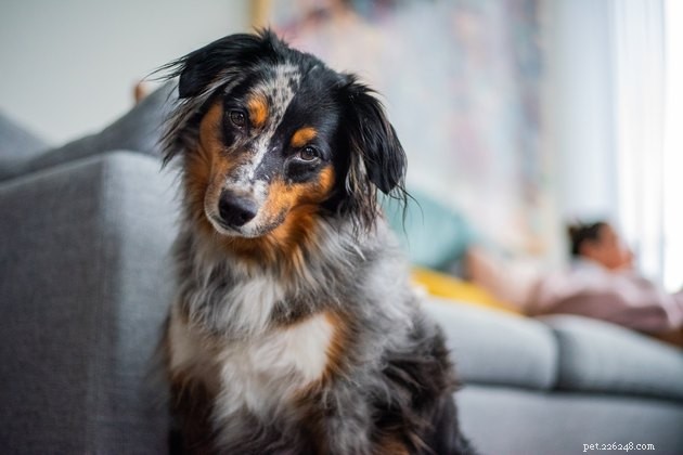 Avoid Aversives: Why Positive Reinforcement Is the Key to Humane Dog Training