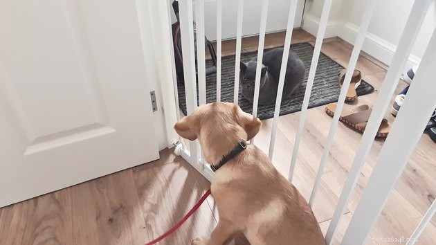 Effective Management Techniques for Common Dog Behaviors