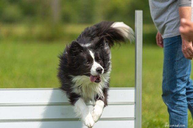 Avoid Aversives: Why Positive Reinforcement Is the Key to Humane Dog Training