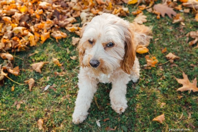 Avoid Aversives: Why Positive Reinforcement Is the Key to Humane Dog Training