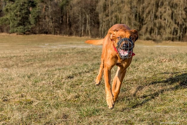 Effective Management Techniques for Common Dog Behaviors