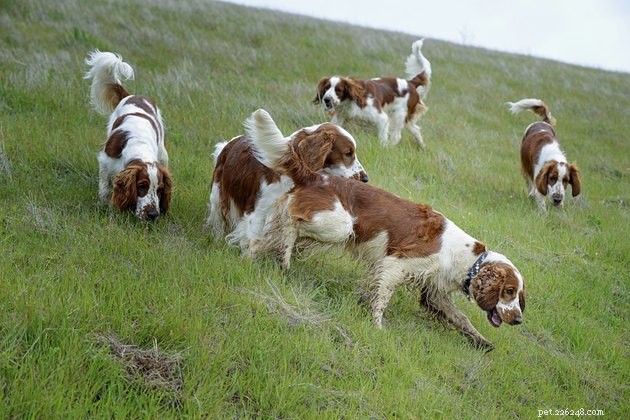 Dominance Theory in Dog Training: Why It’s Outdated and What Modern Science Recommends