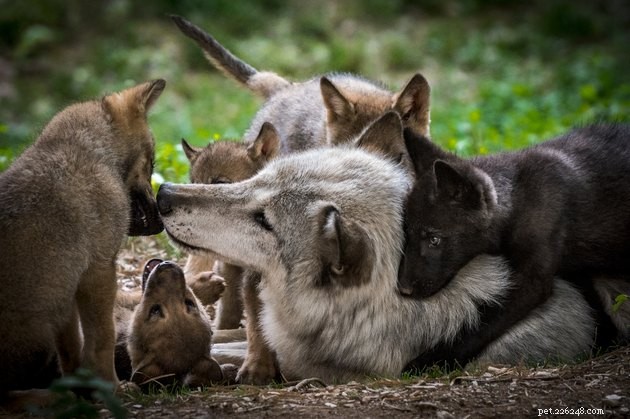 Dominance Theory in Dog Training: Why It’s Outdated and What Modern Science Recommends