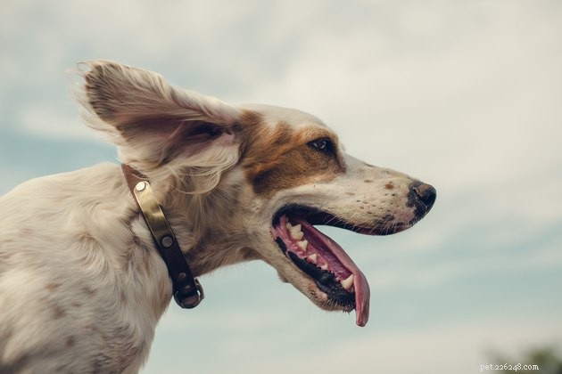 Avoid Aversives: Why Positive Reinforcement Is the Key to Humane Dog Training