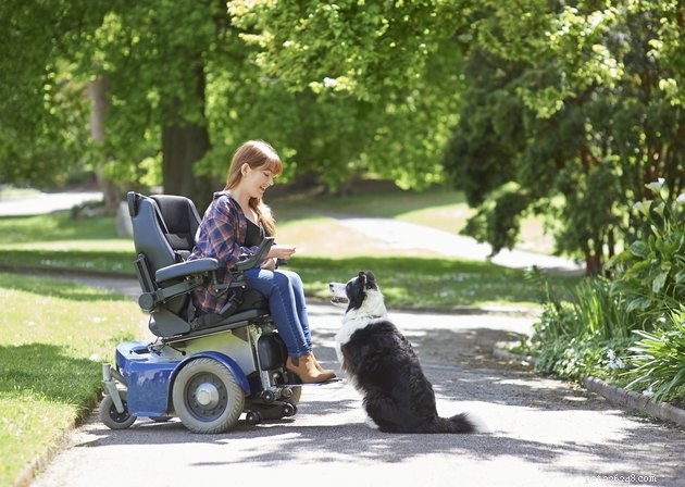 Top 2022 Dog Training Treats: High-Value Options for Effective Rewards
