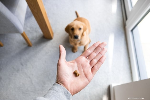 Top 2022 Dog Training Treats: High-Value Options for Effective Rewards