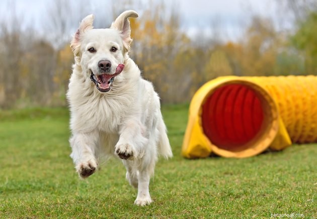 Top Dog Agility Equipment of 2022: Boost Your Pet’s Performance
