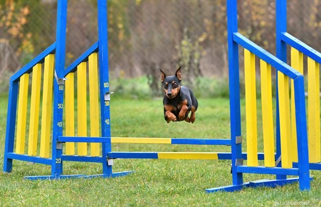 Top Dog Agility Equipment of 2022: Boost Your Pet’s Performance
