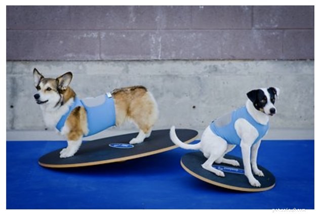 Top Dog Agility Equipment of 2022: Boost Your Pet’s Performance