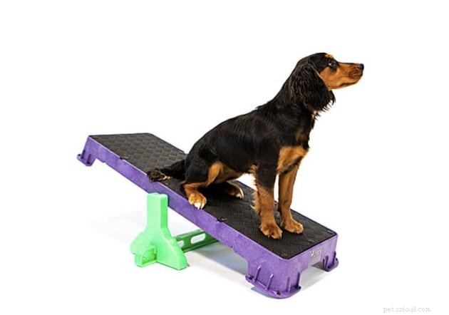Top Dog Agility Equipment of 2022: Boost Your Pet’s Performance