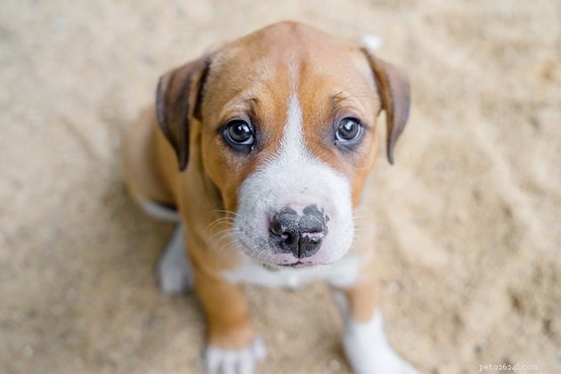 Effective Positive Discipline Techniques for Puppies