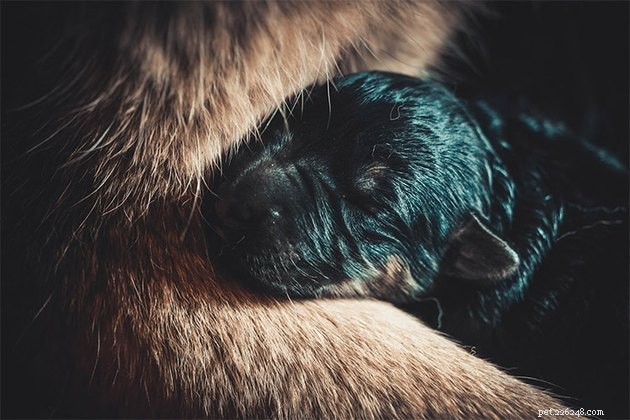 Comprehensive Guide to Caring for a 2‑Day‑Old Puppy