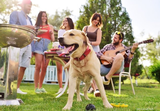 Protect Your Pet: 9 Expert Tips for a Safe Dog-Friendly Summer BBQ