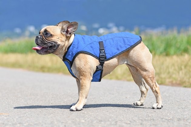 Protect Your Pup: 7 Must-Know Summer Walking Safety Tips