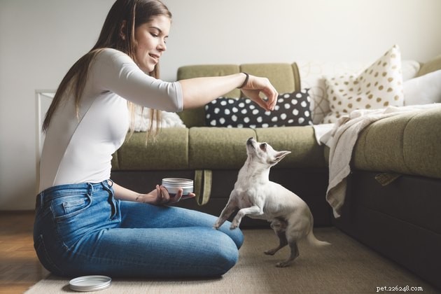 Top Dog Treats for Managing Kidney Disease – 2022 Guide