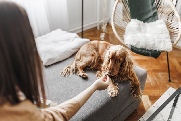 Top Dog Treats for Managing Kidney Disease – 2022 Guide