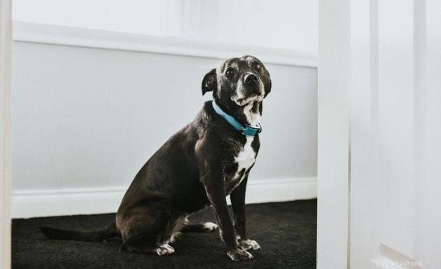 Expert Guide to the Best Hip & Joint Supplements for Dogs