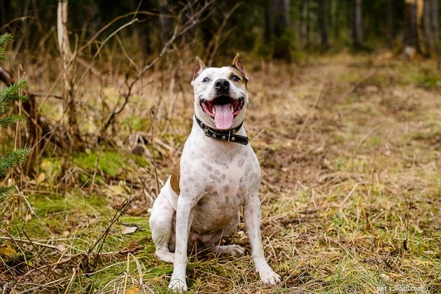 Top Dog Probiotics 2022: Boost Gut Health & Digestive Wellness