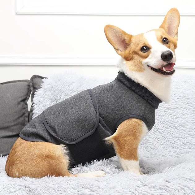 Best Dog Anxiety Vests 2022: Calming Gear for Your Anxious Pet