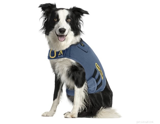 Best Dog Anxiety Vests 2022: Calming Gear for Your Anxious Pet