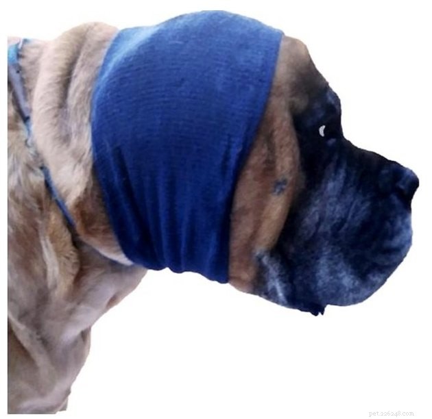 Best Dog Anxiety Vests 2022: Calming Gear for Your Anxious Pet