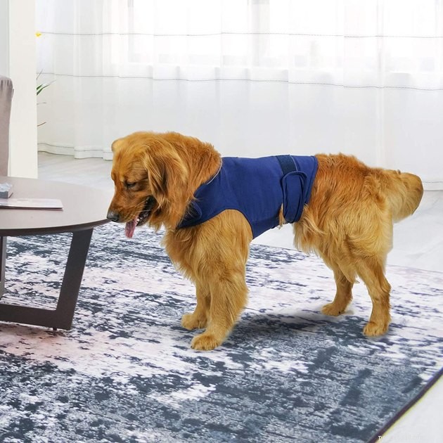 Best Dog Anxiety Vests 2022: Calming Gear for Your Anxious Pet