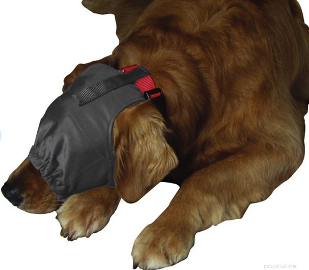 Best Dog Anxiety Vests 2022: Calming Gear for Your Anxious Pet
