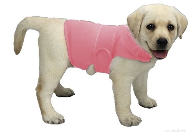 Best Dog Anxiety Vests 2022: Calming Gear for Your Anxious Pet