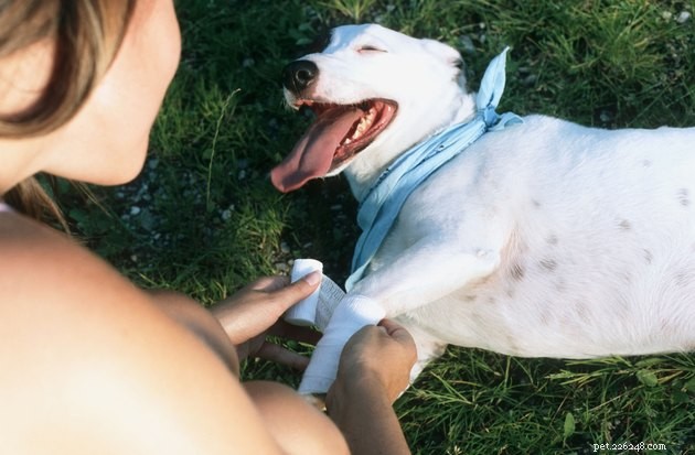 Top 2022 Dog First Aid Kits: Keep Your Pet Safe Anywhere