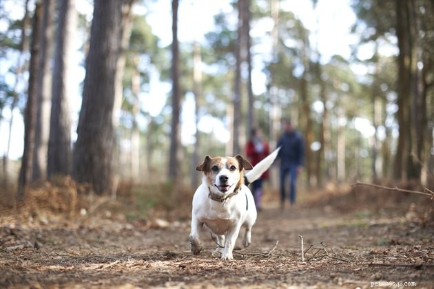 Top 2022 Dog First Aid Kits: Keep Your Pet Safe Anywhere