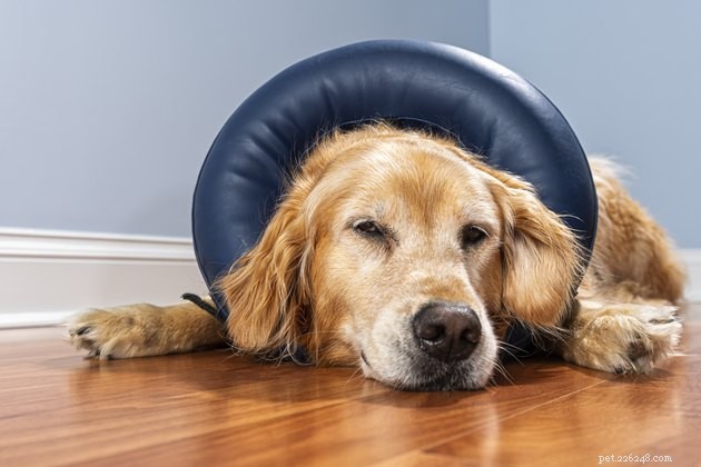 Top Dog Cone Alternatives: Comfort, Safety, and Healing