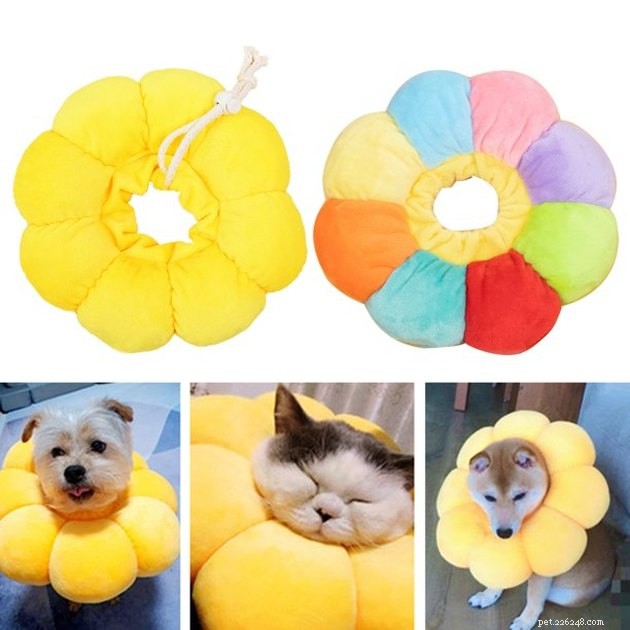 Top Dog Cone Alternatives: Comfort, Safety, and Healing