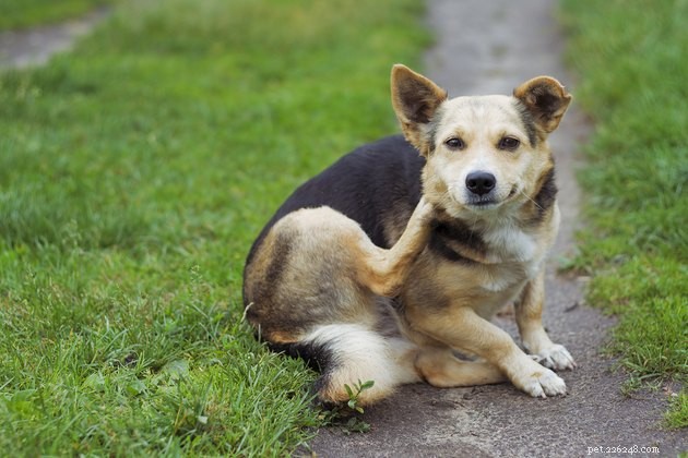 Top Dog Allergy Supplements 2022: Trusted Choices for Health