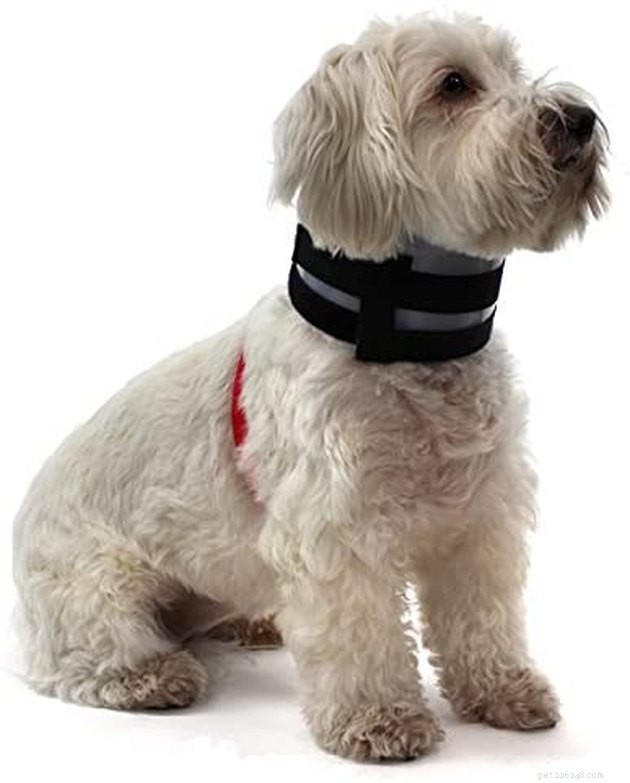 Top Dog Cone Alternatives: Comfort, Safety, and Healing