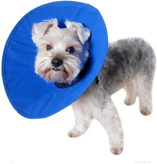 Top Dog Cone Alternatives: Comfort, Safety, and Healing