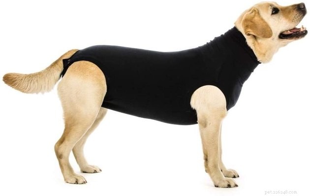 Top Dog Cone Alternatives: Comfort, Safety, and Healing