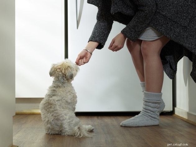 Top Dog Allergy Supplements 2022: Trusted Choices for Health