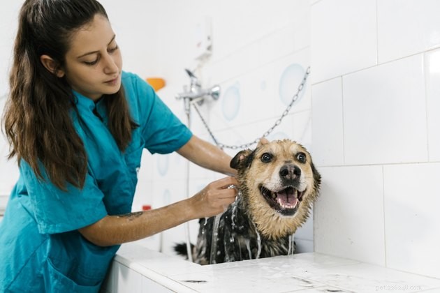 Finding the Perfect Groomer for Your Dog’s Health & Happiness