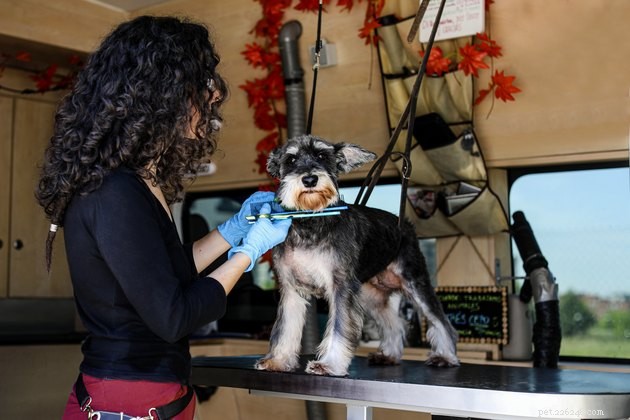 Finding the Perfect Groomer for Your Dog’s Health & Happiness