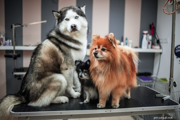 Choosing the Perfect Brush for Your Dog s Coat