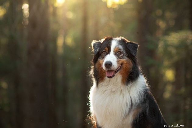 Choosing the Perfect Brush for Your Dog s Coat