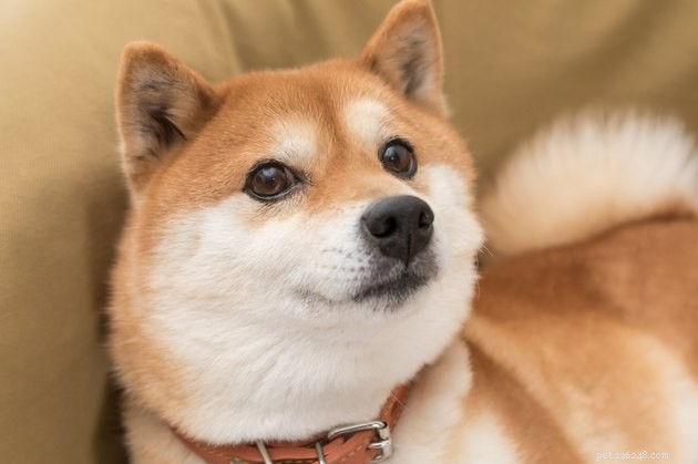Choosing the Perfect Brush for Your Dog s Coat