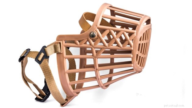 When Is a Dog Muzzle Appropriate? A Trusted Guide to Safety and Comfort
