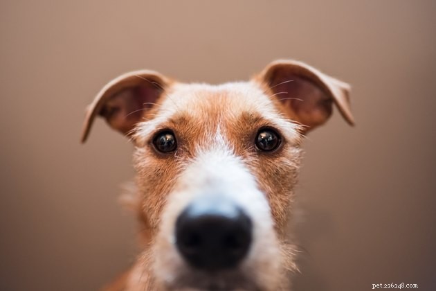 When Is a Dog Muzzle Appropriate? A Trusted Guide to Safety and Comfort