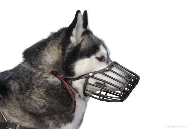 When Is a Dog Muzzle Appropriate? A Trusted Guide to Safety and Comfort