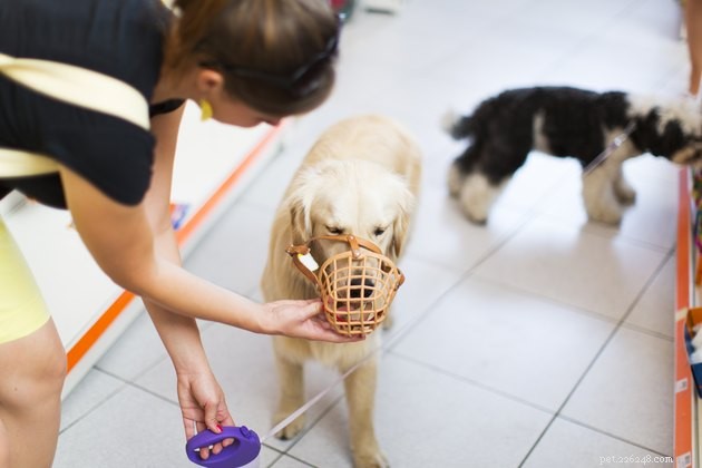 When Is a Dog Muzzle Appropriate? A Trusted Guide to Safety and Comfort