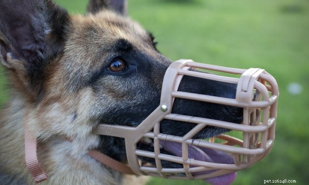 When Is a Dog Muzzle Appropriate? A Trusted Guide to Safety and Comfort